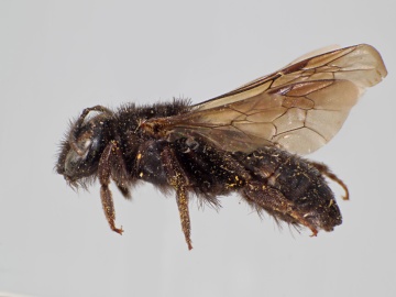 [Andrena ceanothifloris female thumbnail]